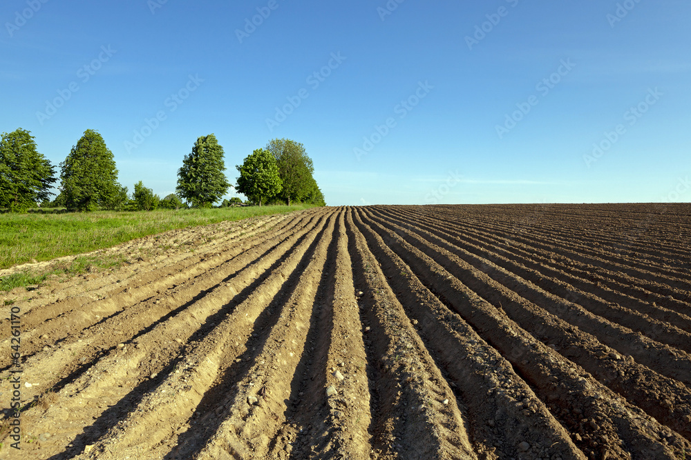  agricultural field on which grow up potatoes