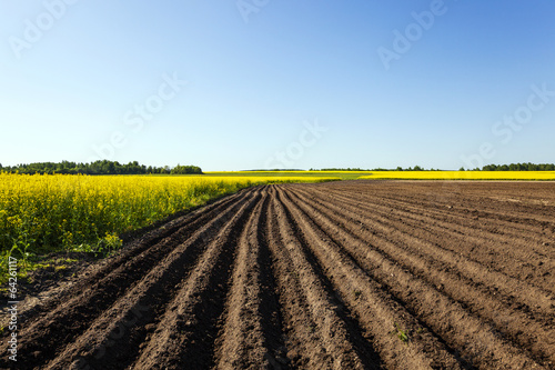  agricultural field on which the colza and potatoes grows