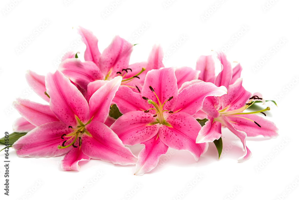 pink lily isolated pink lily isolated