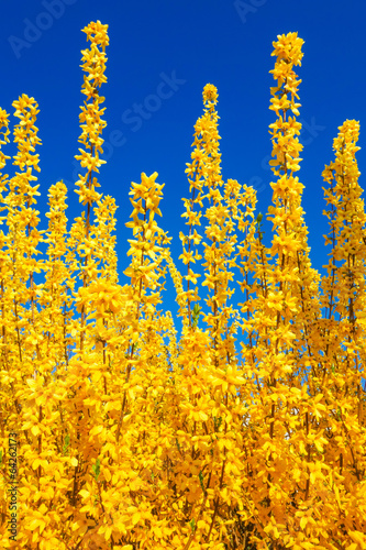 Tableau sur toile yellow forsythia bush in front of blue sky
