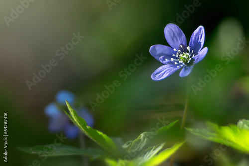 Blue springflower soaking s...