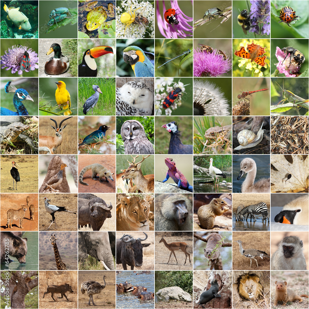 Fototapeta premium Wildlife collage