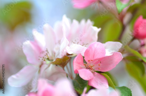 piękne delikatne kwiaty jabłoni