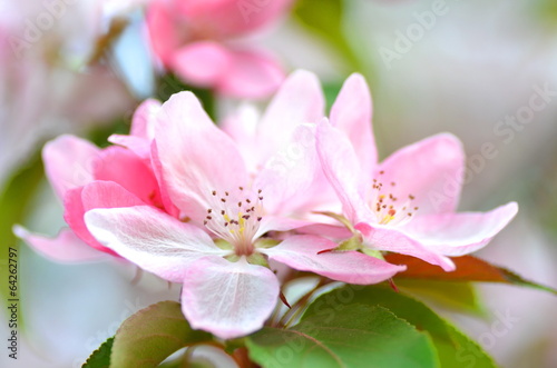 piękne delikatne kwiaty jabłoni