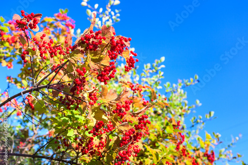 Ripe red viburnum on branch against blue sky