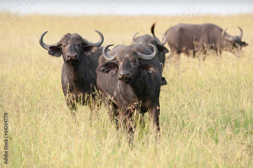 buffalo © Herbert