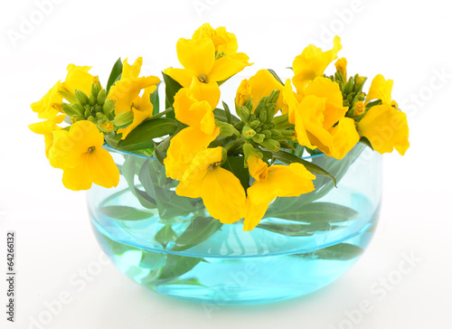 Photos Yellow wallflowers