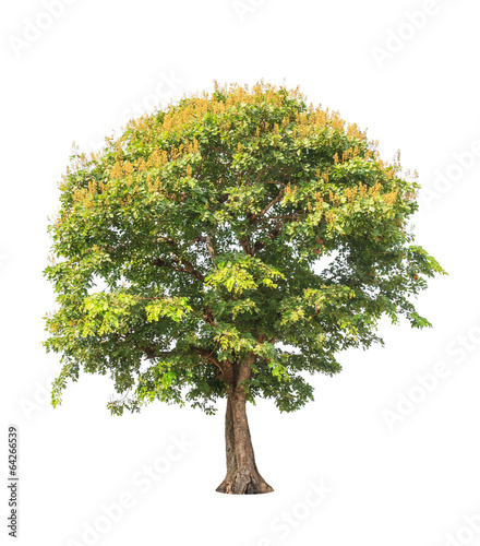 Sindora siamensis, tropical tree in Thailand