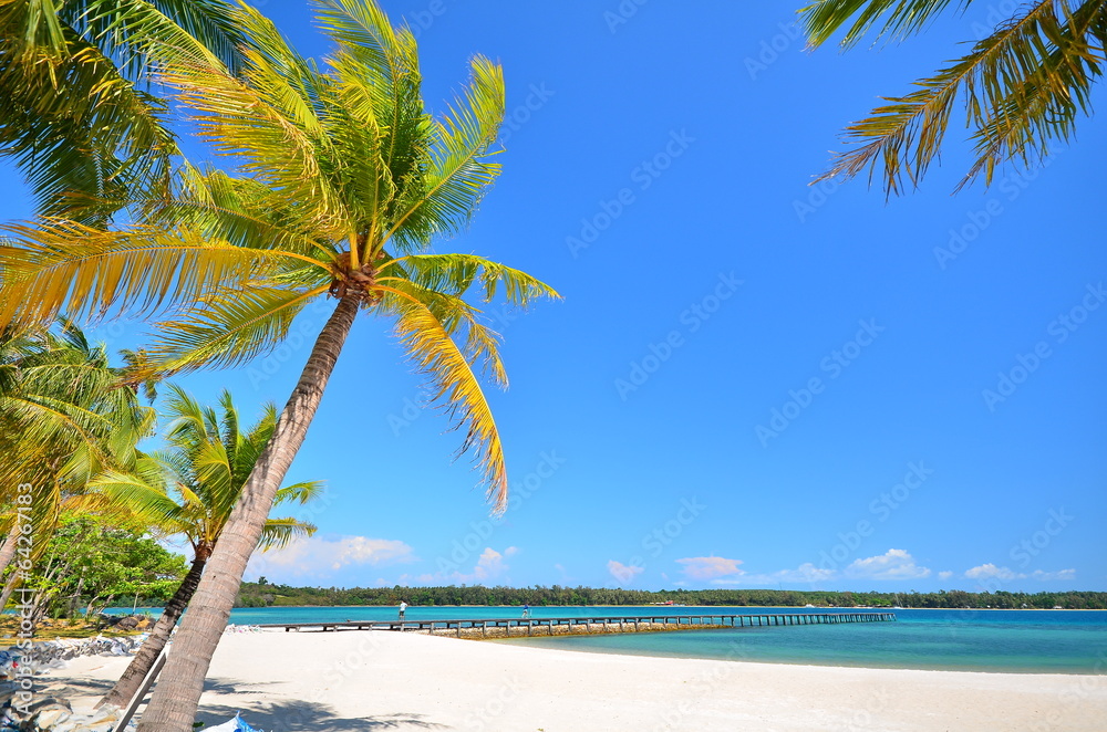 Obraz premium Summer Beach and Palm Tree