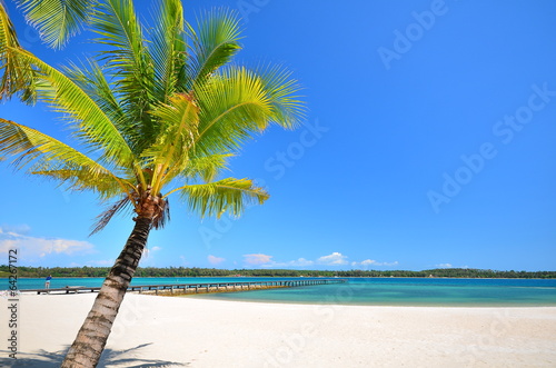Fototapeta Naklejka Na Ścianę i Meble -  Summer Beach and Palm Tree