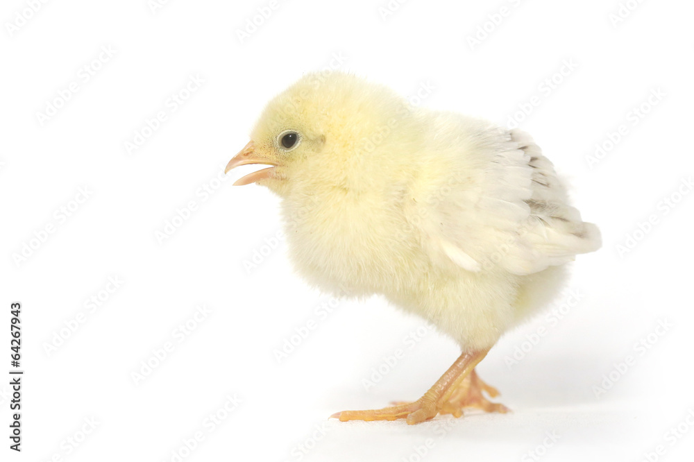 Adorable Baby Chick Chicken on White Background Adorable Baby Chick Chicken on White Background