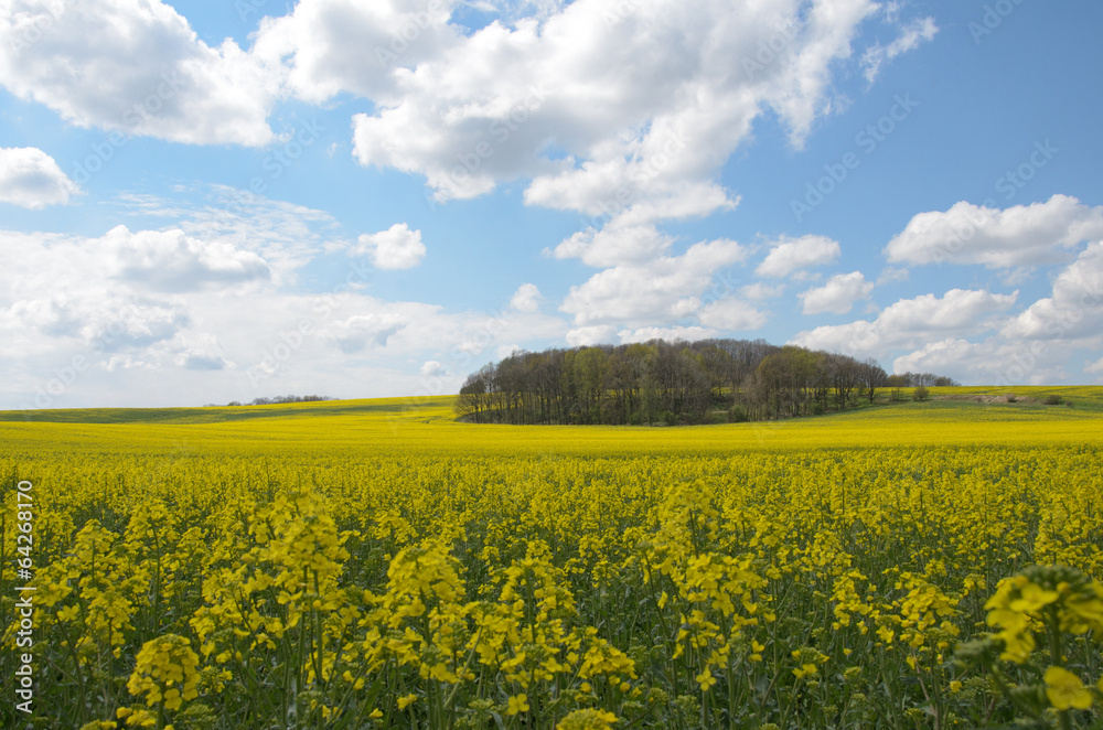 Flowering rapeseed field