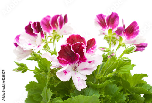 Fototapeta Naklejka Na Ścianę i Meble -  Pelargonium