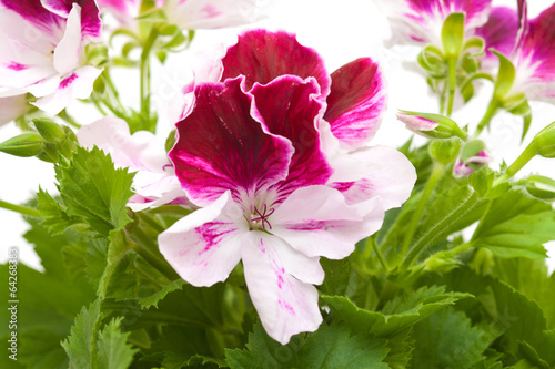 Fototapeta Naklejka Na Ścianę i Meble -  Pelargonium
