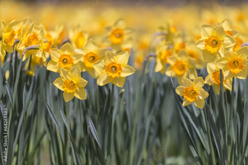 Flowers of Narcissus,in Showa Kinen Park,Tokyo,Japan