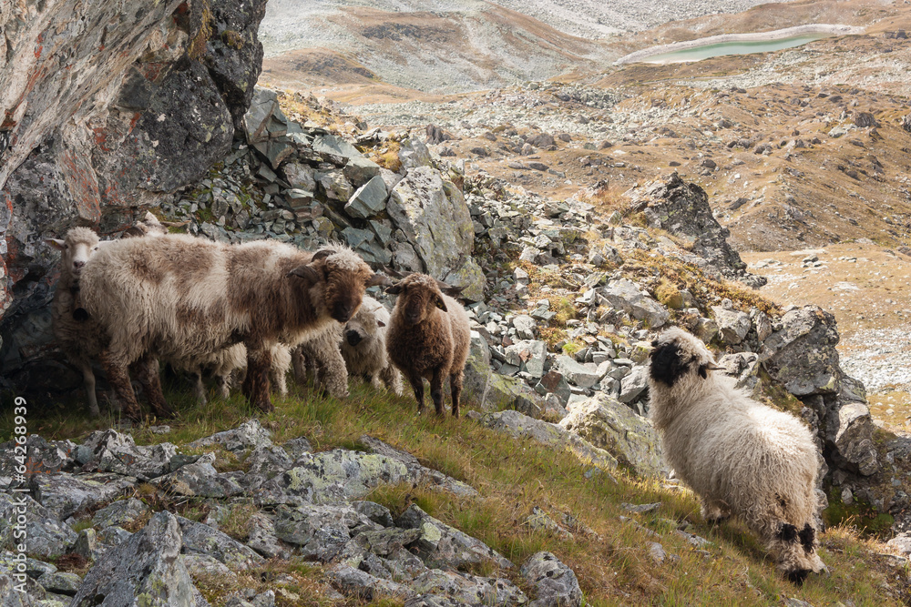 flock of sheep grazing on alpine pasture