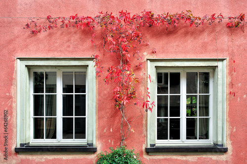 The Red Creeper Plant on the Wall and two windows
