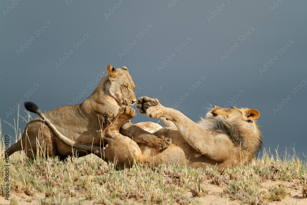 Fototapeta premium Playful African lions, Kalahari desert