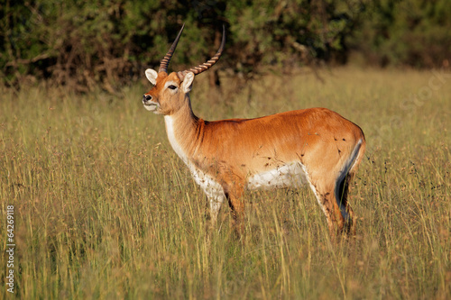 Red lechwe antelope © EcoView