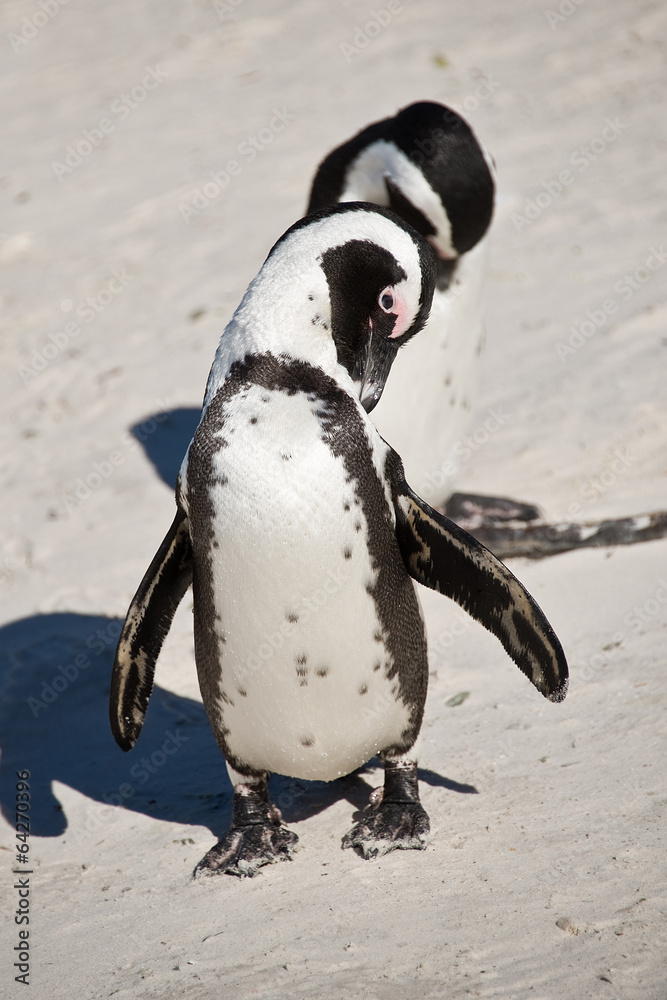 Obraz premium African penguins, Boulders national Park, South Africa