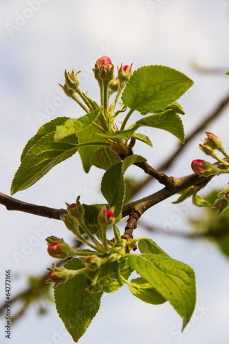 Brote de Flor del Manzano photo