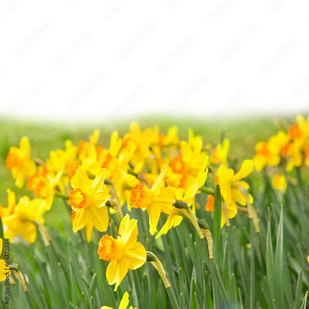 Fototapeta premium Daffodils