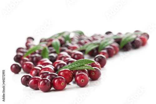 Cranberry photo