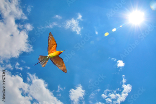 bird in flight on blue sky