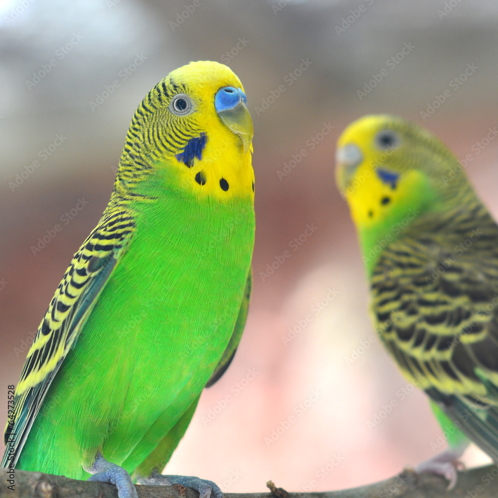 Fototapeta premium budgerigar