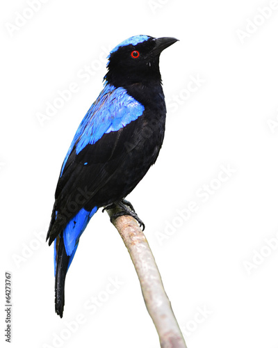 Asian Fairy Bluebird photo