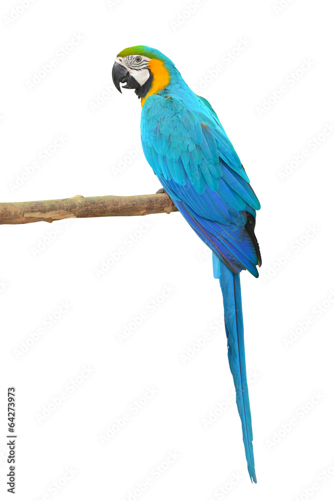 Fototapeta premium Blue and Gold Macaw aviary