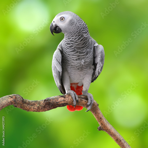 Carta da parati Pappagalli - Carta da parati African Grey Parrot