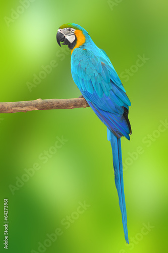 Blue and Gold Macaw aviary