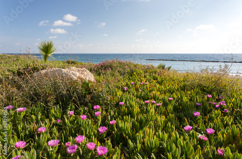 Plage de Paphos, herbes et fleurs roses © Sébastien Closs