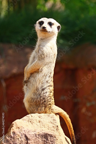 Meerkat