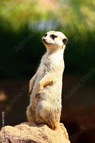 Meerkat