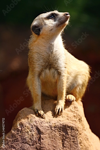 Meerkat