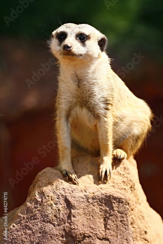 Meerkat