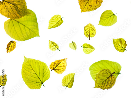 an arrangment of layers of spring leaves