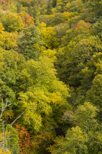 Fototapeta Naklejka Na Ścianę i Meble -  Fall Color Michigan Hills
