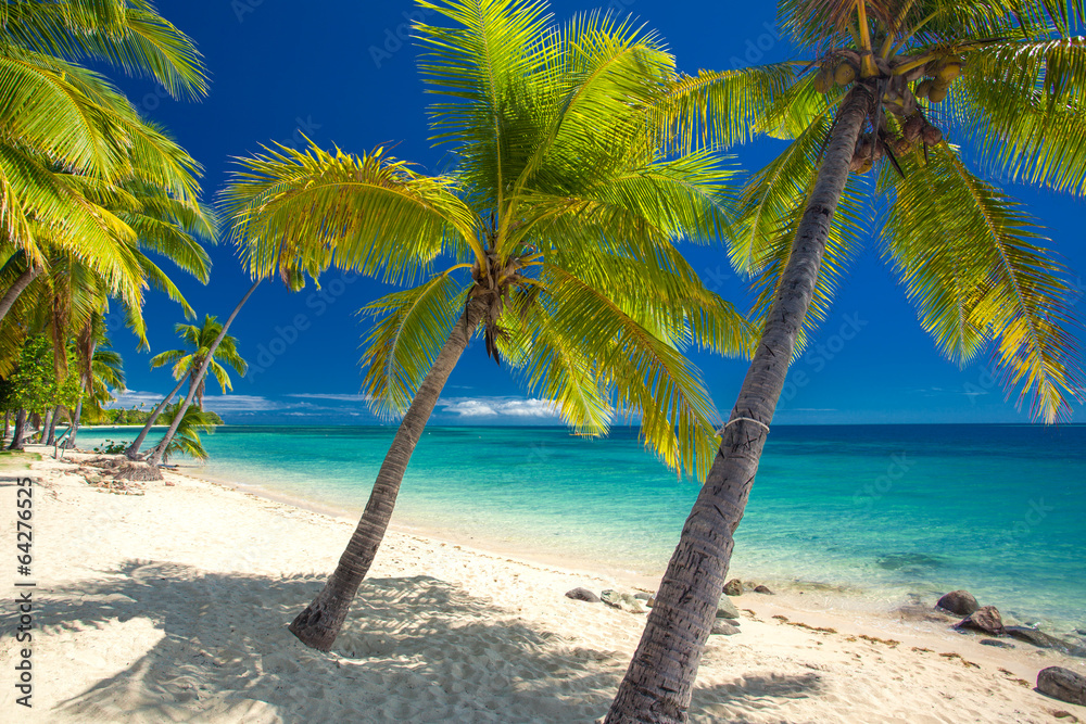 Deserted beach with coconut palm trees on Fiji