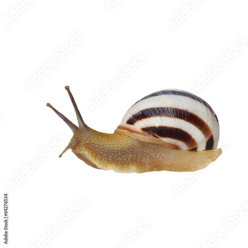 Striped snail isolated on white, vineyard snail