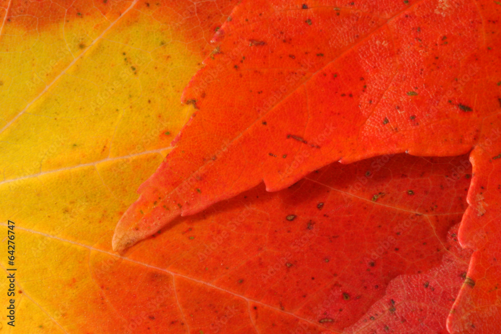 Autumn Leaves Autumn Leaves