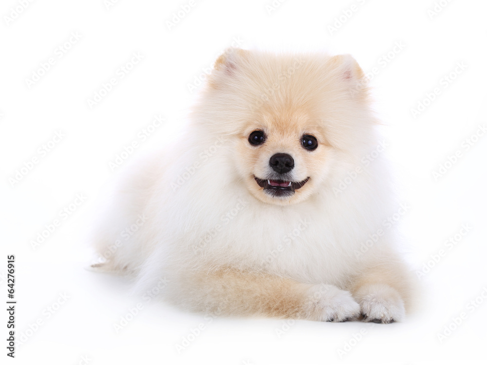 White pomeranian puppy dog on white background