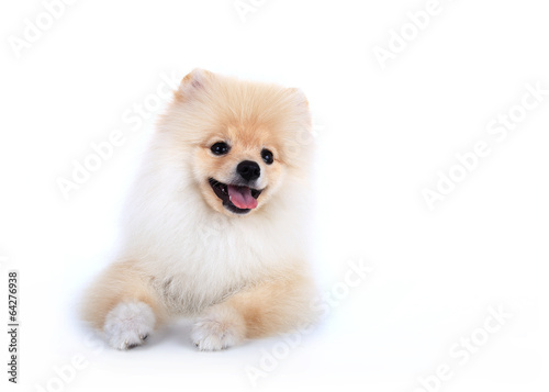 White pomeranian puppy dog on white background