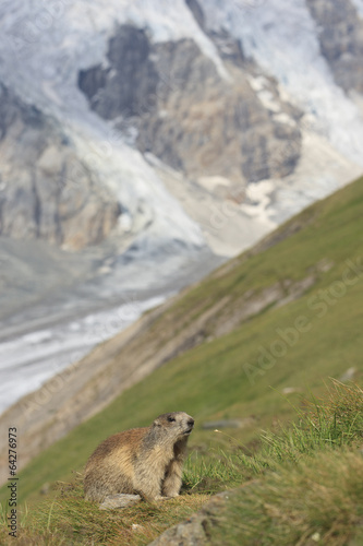 Alpenmurmeltier © marcohoffmann