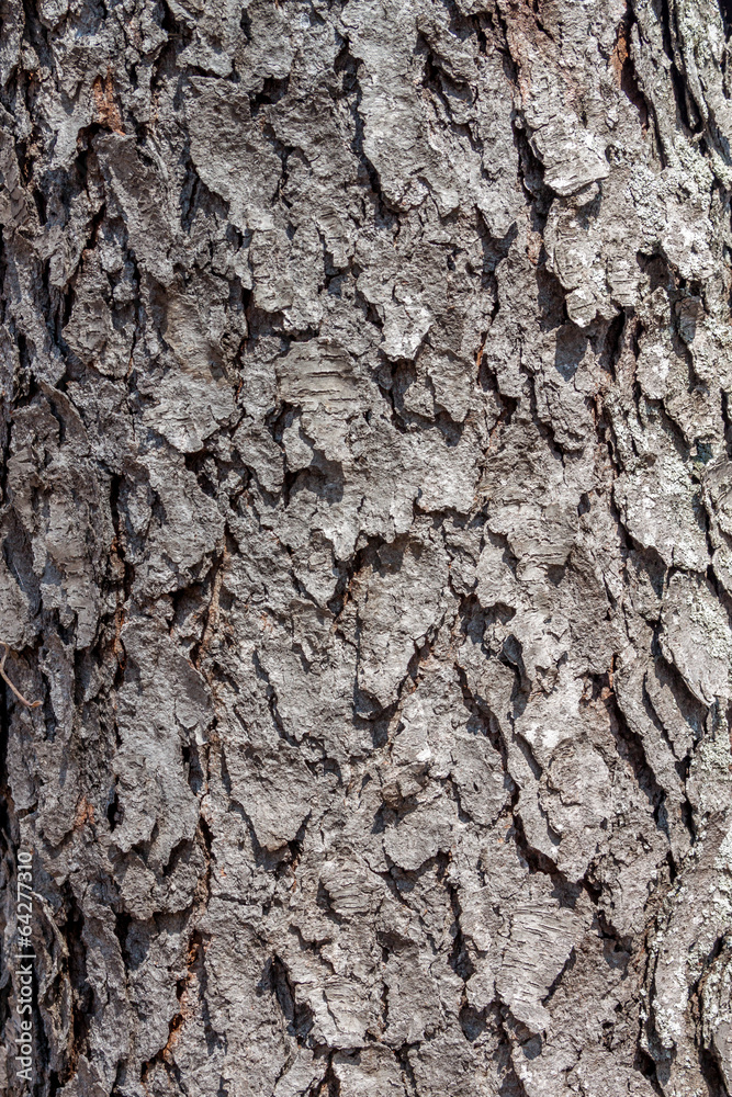 Fototapeta premium Bark