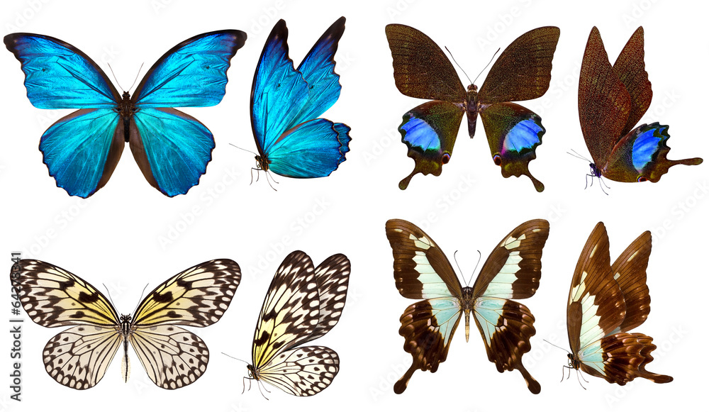 Naklejka premium piękny motyl na białym tle