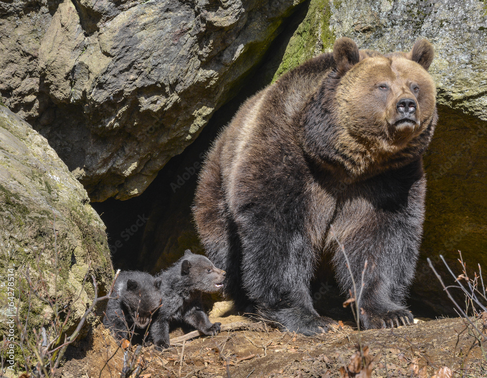 Obraz premium brown bear - female