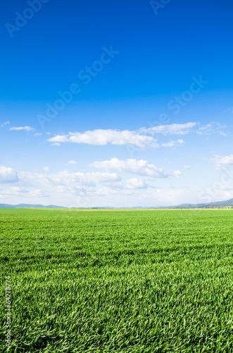 green field background